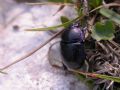 Anoplotrupes stercorosus